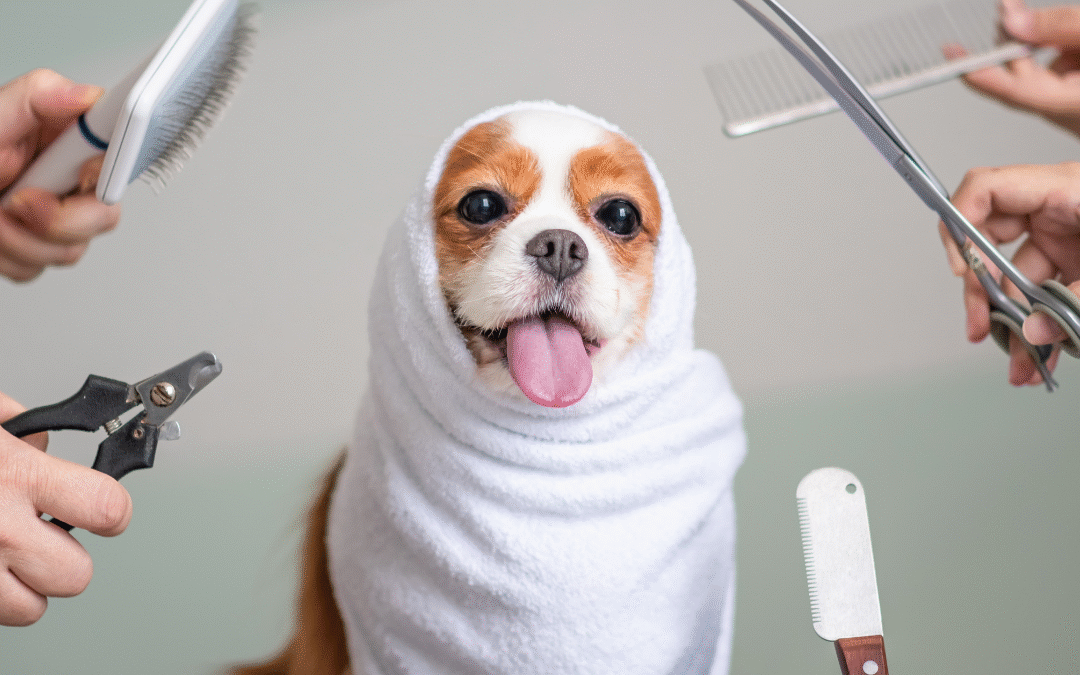 Specialty Grooming: The Best Styles for Summer Haircuts