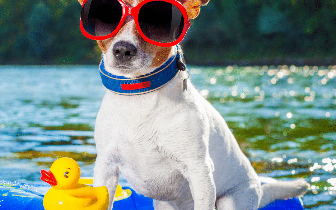 Why Does My Dog Smell After Swimming? Grooming Tips for Summer Adventures