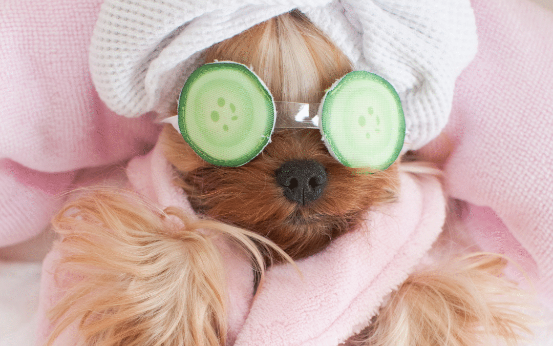 The Ultimate Summer Spa Day: Treat Your Pet to a Grooming Session
