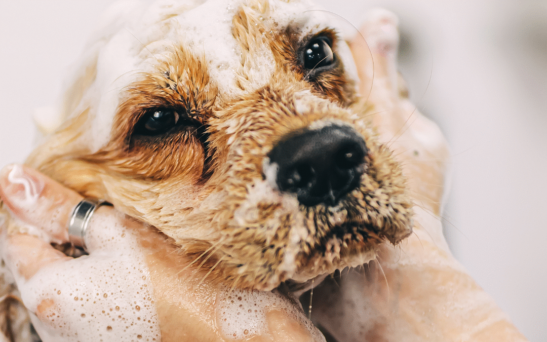Grooming Tips for Double-Coated Dogs in the Summer