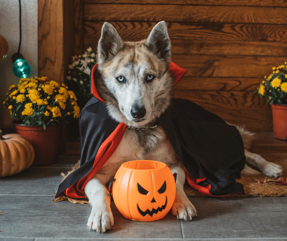 No Tricks, Just Treats: Why Pets Deserve Professional Care This Halloween
